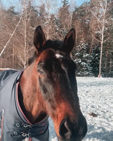 Hest med dekken i snøen